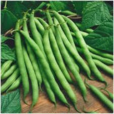 Bunch of Heirloom Italian Garden Bush Beans on a wooden surface