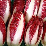 Heirloom Organic Early Treviso Radicchio  on a green background