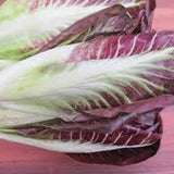 Three heads of Heirloom Organic Early Treviso Radicchio  on a white background