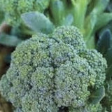 Close-up of a head of broccoli with green leaves