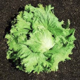 Close-up of Heirloom Organic Great Lakes 118 Lettuce on a black background