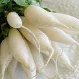 Heirloom Organic Short Top White Icicle Radishwith green leaves on a white background