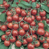 Close-up of Heirloom Organic Heirloom Organic Tumbler Tomatoes on a vine with green leaves.
