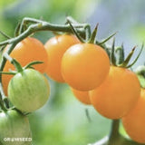 Organic Heirloom Yellow Perfection Tomato on a branch with a blurred green background