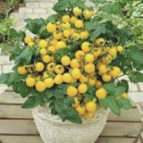 Organic Heirloom Yellow Perfection Tomato and green leaves on a wooden surface