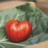 VERY RARE Organic Heirloom Rose De Summer Tomato on a green leaf with a blurred background