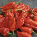 GHOST PEPPER Pepper Seeds (Aka Naga Viper Chili, Snake Pepper, Bhut Jolokia Hot Pepper) on a dark surface