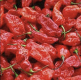Close-up of GHOST PEPPER Pepper Seeds (Aka Naga Viper Chili, Snake Pepper, Bhut Jolokia Hot Pepper) with green stems.