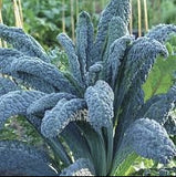 Close-up of a  Toscano Kale / Tuscan Kale / Italian Kale / Dinosaur Kale / Cavolo Nero / Black Leaf ) plant in a garden setting