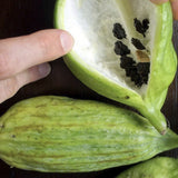 Hand holding a halved Rare Organic Heirloom Caigua with dark seeds on a wooden surface