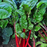 Close-up of fresh Organic Heirloom Ruby Red Swiss Chard leaves.