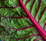 Close-up of Organic Heirloom Ruby Red Swiss Chard