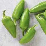 Organic Heirloom Jalapeno on a light gray surface