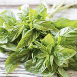 Organic Heirloom Genovese Basil on a wooden surface