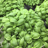 Organic Heirloom Genovese Basil in pots on a wooden surface