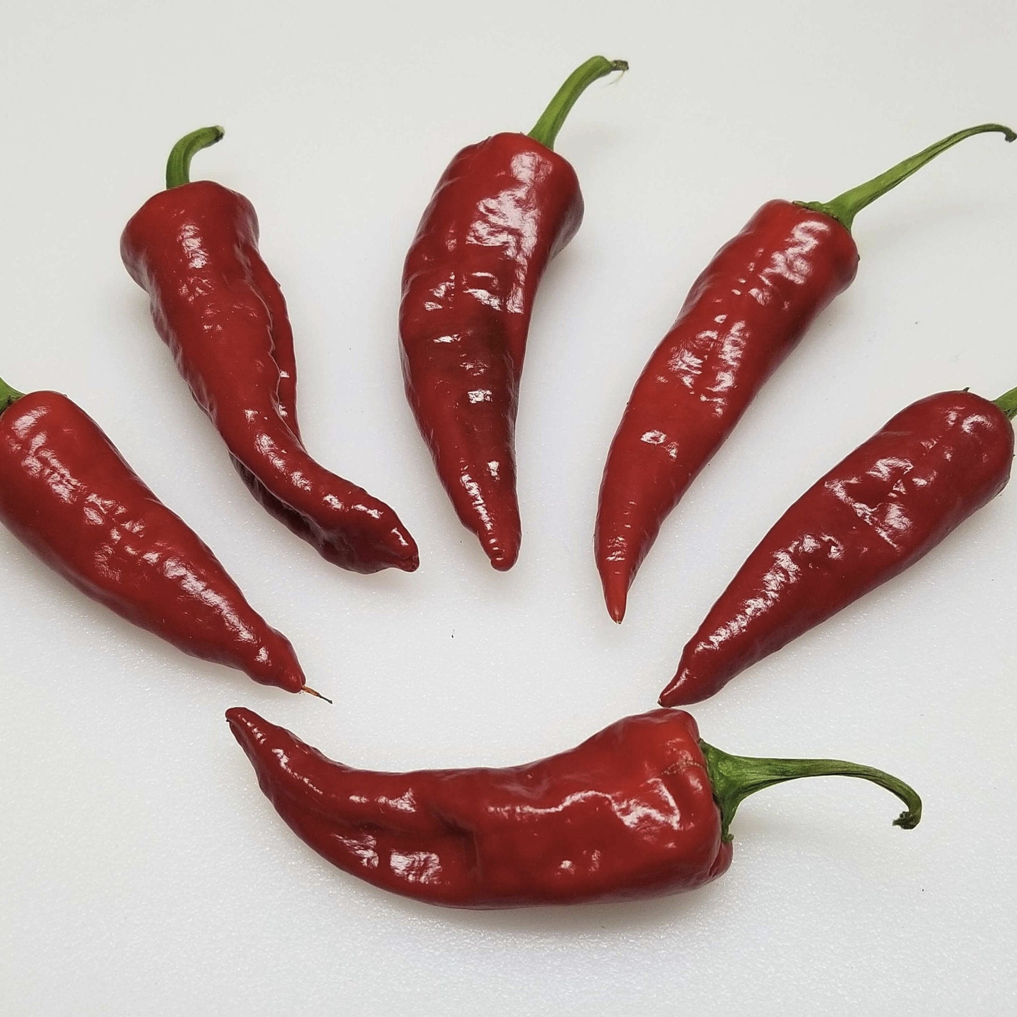 hot pepper plant seeds Organic Pueblo Hot Pepper Seeds