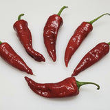 Organic Pueblo Hot Pepper arranged in a circular pattern on a white background
