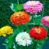 Organic Heirloom State Fair Zinnia Flower Seed Mix against a green background