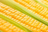 Close-up of Organic Heirloom Early Golden Bantam Sweet Cornwith green husks