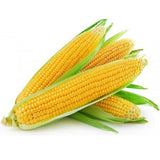 Three ears of Heirloom Organic Golden Cross Bantam Sweet Corn with green husks on a white background