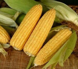 Three ears of Heirloom Organic Golden Cross Bantam Sweet Corn on the cob with leaves on a wooden surface
