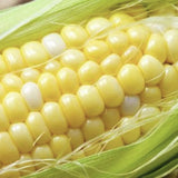 Close-up of aHeirloom Organic Golden Cross Bantam Sweet Corn with green husk