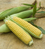 Two ears of Heirloom Organic Golden Cross Bantam Sweet Corn on the cob with green husks on a wooden surface