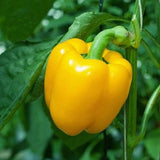 Organic Heirloom SunBright Sweet Pepper on a plant with green leaves