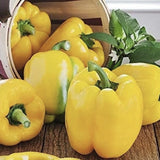 Organic Heirloom SunBright Sweet Pepper with green stems on a wooden surface next to a basket.