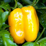 Yellow Organic Heirloom Calwonder Bell Pepper growing on a plant with green leaves.