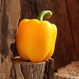 Yellow Organic Heirloom Calwonder Bell Pepper on a wooden surface with a rustic background