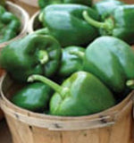 Green Organic Heirloom Calwonder Bell Pepper  in a wooden basket