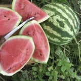 Organic Heirloom Crimson Sweet Watermelon with slices on a wooden board with a knife, surrounded by green leaves.