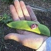 Organic Heirloom Giant Calico (Christmas) Lima Bean (Pole beans)in a hand with a blurred background
