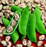 Organic Heirloom Giant Calico (Christmas) Lima Bean (Pole beans) on a red background