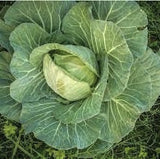 Organic Heirloom Copenhagen Early Market Cabbage on a grassy background