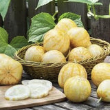 Basket of Rare Heirloom Organic Lemon Cucumber on a wooden table with green leaves in the background