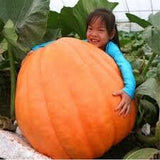 Child hugging a large Organic 's Atlantic GIANT Pumpkin Dil in a greenhouse setting