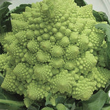 Close-up of a Romanesco broccoli on a white plate