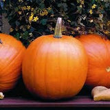 Three Heirloom Organic Jack O' Lantern Pumpkins on a wooden surface with a blurred natural background