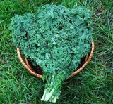 Heirloom Organic Dwarf Siberian Improved Kale in a woven basket on grass