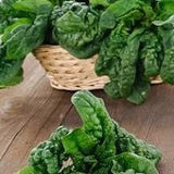 Heirloom Organic Giant Noble Spinach in a woven basket on a wooden surface