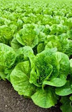 Field of Heirloom Organic Black Seeded Simpson Lettuce plants growing in a garden.