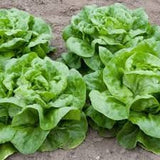 Heirloom Organic Black Seeded Simpson Lettuce plants growing on a soil surface