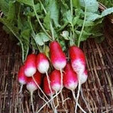 Heirloom Organic French Breakfast Radishes on a woven surface