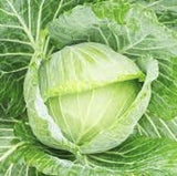 Close-up of a Heirloom Organic Early Golden Acre Cabbage with leaves