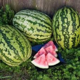 Three Heirloom Organic Klondike Blue Ribbon Striped Watermelon and a slice of watermelon on a wooden surface with greenery.