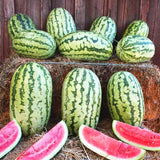 Group of Heirloom Organic Klondike Blue Ribbon Striped Watermelon with some sliced, on a straw background.