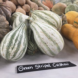 Green striped cushaw gourds with a label on a table with other pumpkins.