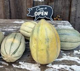 Three RARE Heirloom Organic Bidwell Casaba Melon on a wooden surface with a 'Come in, we're open' sign in the background.